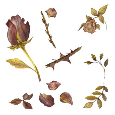 Kır çiçeği gül çiçek izole bir suluboya tarzında.