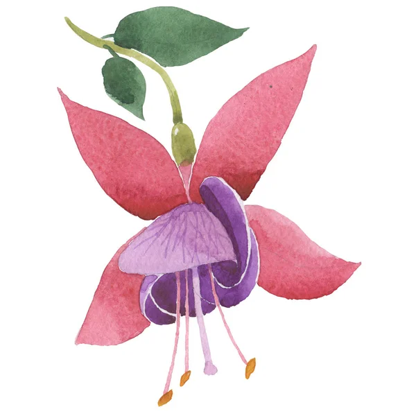 Wildflower fuchsia flower in a watercolor style isolated. — Stock Photo, Image