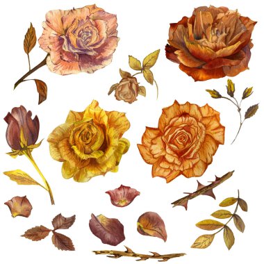 Kır çiçeği gül çiçek izole bir suluboya tarzında.