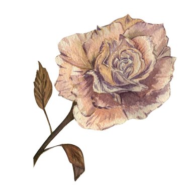 Kır çiçeği gül çiçek izole bir suluboya tarzında.