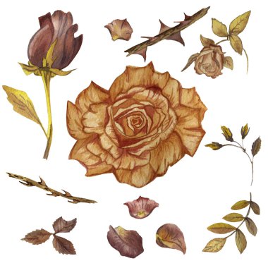 Kır çiçeği gül çiçek izole bir suluboya tarzında.