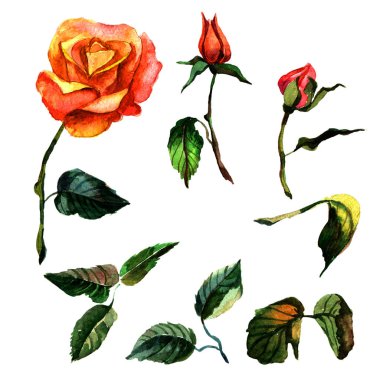 Kır çiçeği gül çiçek izole bir suluboya tarzında.