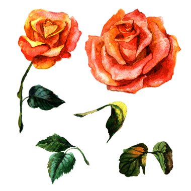 Kır çiçeği gül çiçek izole bir suluboya tarzında.