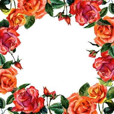 Kır çiçeği gül çiçek çerçeve izole bir suluboya tarzında.