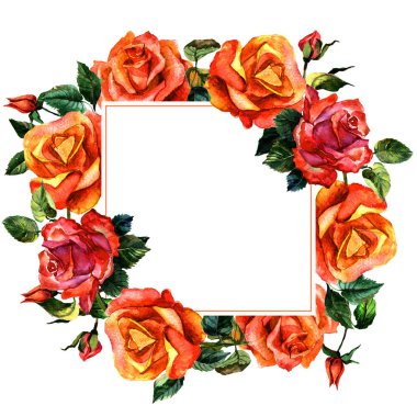 Kır çiçeği gül çiçek çerçeve izole bir suluboya tarzında.