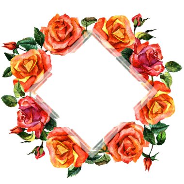 Kır çiçeği gül çiçek çerçeve izole bir suluboya tarzında.