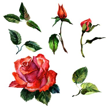 Kır çiçeği gül çiçek izole bir suluboya tarzında.