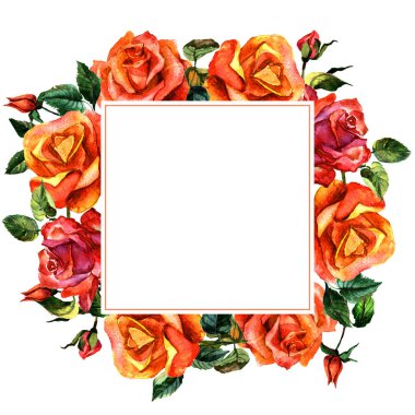 Kır çiçeği gül çiçek çerçeve izole bir suluboya tarzında.