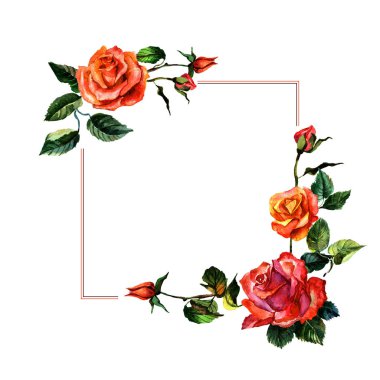 Kır çiçeği gül çiçek çerçeve izole bir suluboya tarzında.