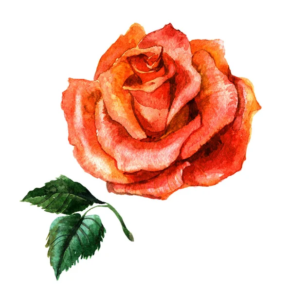 Wildflower rose flower in a watercolor style isolated. — Stock Photo, Image