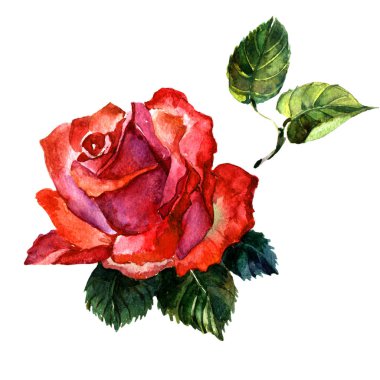 Kır çiçeği gül çiçek izole bir suluboya tarzında.