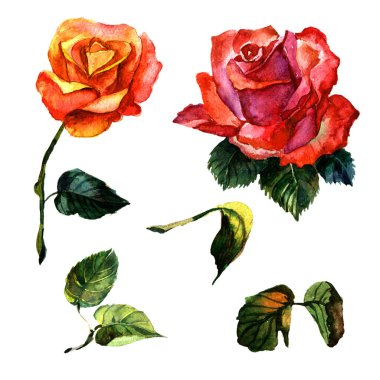 Kır çiçeği gül çiçek izole bir suluboya tarzında.