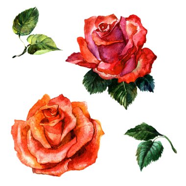 Kır çiçeği gül çiçek izole bir suluboya tarzında.