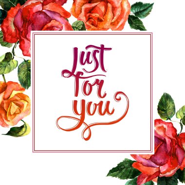 Kır çiçeği gül çiçek çerçeve izole bir suluboya tarzında.