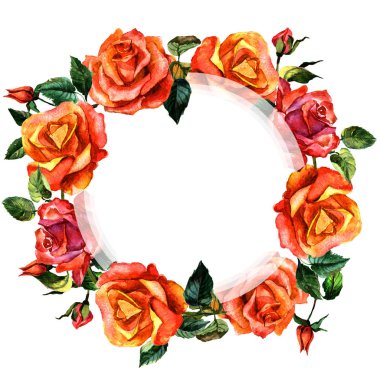 Kır çiçeği gül çiçek çerçeve izole bir suluboya tarzında.