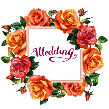 Kır çiçeği gül çiçek çerçeve izole bir suluboya tarzında.