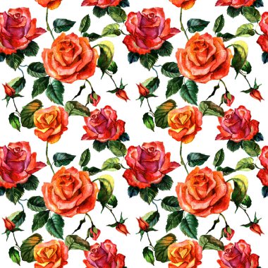 Kır çiçeği gül çiçek deseni izole bir suluboya tarzında.