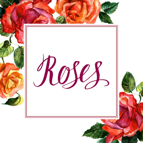 Vadvirág Rózsa virág keret elszigetelt akvarell stílusú. — Stock Fotó