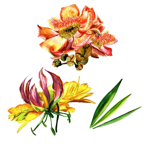 Tropische Hawaii bladeren en bloemen in een aquarel stijl geïsoleerd. — Stockfoto