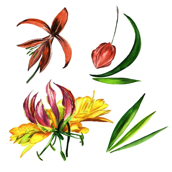 Tropiska Hawaii blad och blommor i akvarell stil isolerade. — Stockfoto