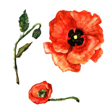 Kır çiçeği haşhaş çiçek izole bir suluboya tarzında.