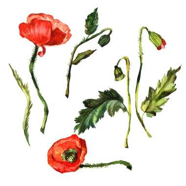 Kır çiçeği haşhaş çiçek izole bir suluboya tarzında.