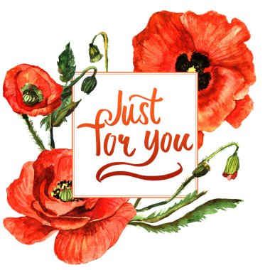 Kır çiçeği haşhaş çiçek çerçeve izole bir suluboya tarzında.