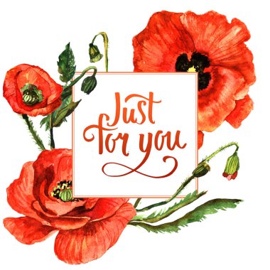 Kır çiçeği haşhaş çiçek çerçeve izole bir suluboya tarzında.