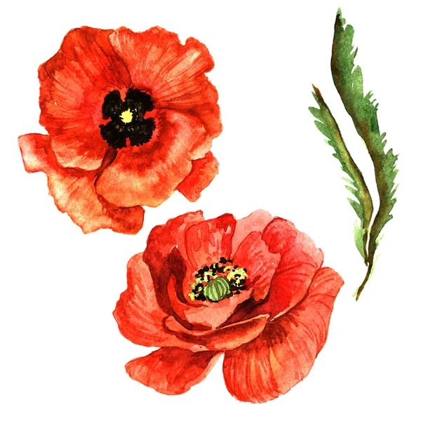 Wildflower poppy bloem in een aquarel stijl geïsoleerd. — Stockfoto