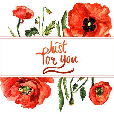 Kır çiçeği haşhaş çiçek çerçeve izole bir suluboya tarzında.