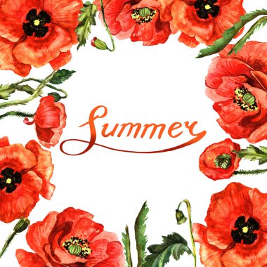 Kır çiçeği haşhaş çiçek çerçeve izole bir suluboya tarzında.