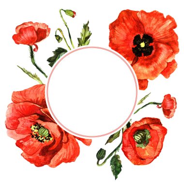 Kır çiçeği haşhaş çiçek çerçeve izole bir suluboya tarzında.