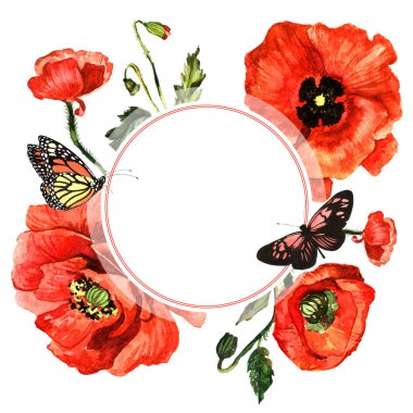 Kır çiçeği haşhaş çiçek çerçeve izole bir suluboya tarzında.