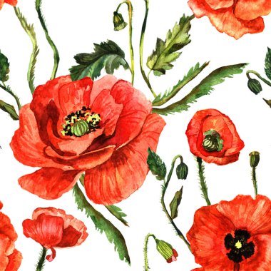 Kır çiçeği haşhaş çiçek deseni izole bir suluboya tarzında.