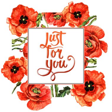 Kır çiçeği haşhaş çiçek çerçeve izole bir suluboya tarzında.