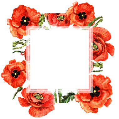 Kır çiçeği haşhaş çiçek çerçeve izole bir suluboya tarzında.