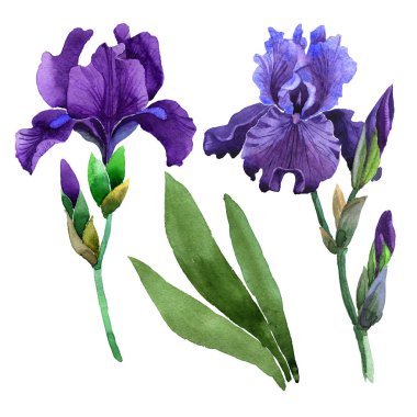 Kır çiçeği Iris çiçek izole bir suluboya tarzında.