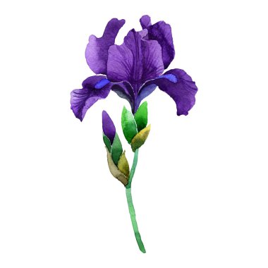 Kır çiçeği Iris çiçek izole bir suluboya tarzında.