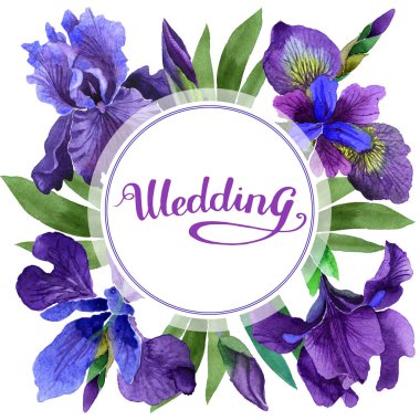 Kır çiçeği Iris çiçek çerçeve izole bir suluboya tarzında.