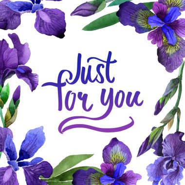 Kır çiçeği Iris çiçek çerçeve izole bir suluboya tarzında.