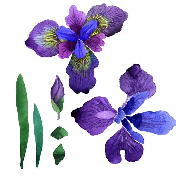 Wildflower iris blomma i akvarell stil isolerade. — Stockfoto