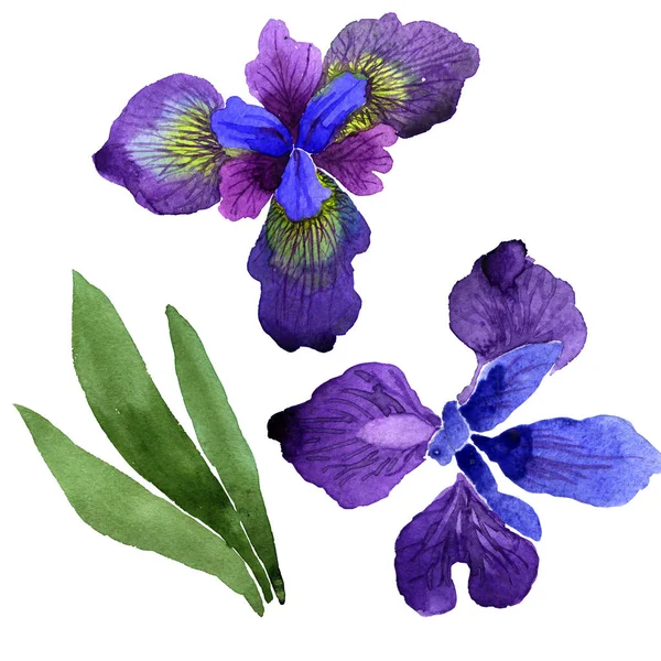 Wildflower iris blomma i akvarell stil isolerade. — Stockfoto