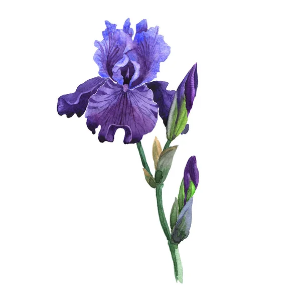 Wildblume Iris Blume in einem Aquarell-Stil isoliert. — Stockfoto