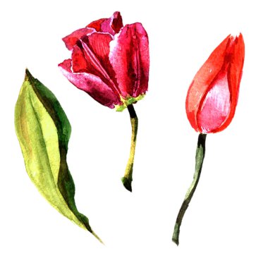 Kır çiçeği Lale çiçek izole bir suluboya tarzında.