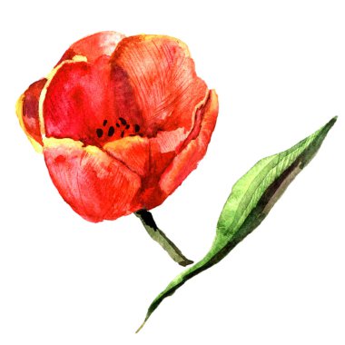 Kır çiçeği Lale çiçek izole bir suluboya tarzında.