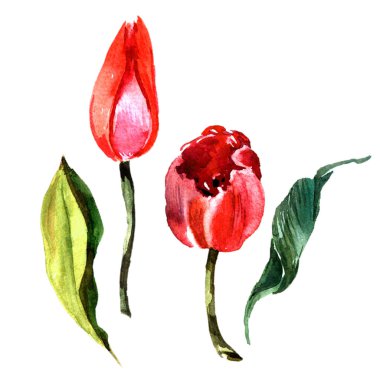 Kır çiçeği Lale çiçek izole bir suluboya tarzında.