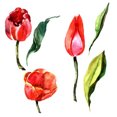 Kır çiçeği Lale çiçek izole bir suluboya tarzında.