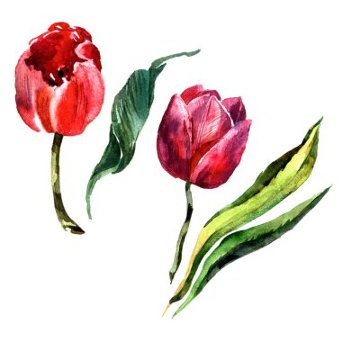 Kır çiçeği Lale çiçek izole bir suluboya tarzında.