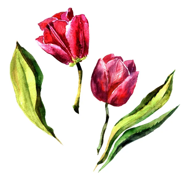 Fleur de tulipe de fleurs sauvages dans un style aquarelle isolé . — Photo