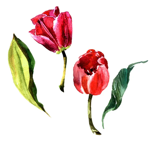 Fleur de tulipe de fleurs sauvages dans un style aquarelle isolé . — Photo